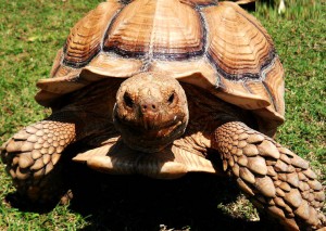 African Spur Thigh Tortoise found in Savannah