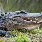 Savannah Police Called To Remove Massive 9 Foot Alligator
