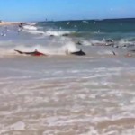 Shocking Video of Hundreds of Sharks in Feeding Frenzy on North Carolina Beach