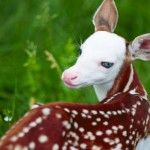 Ultra-Rare ‘Dragon’ Fawn Was Just Born At This Michigan Farm (Video)