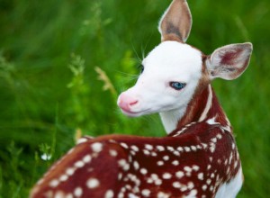 ultra rare dragon fawn born in Michagan