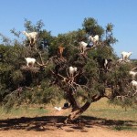 Shocking Video of Moroccan Tree Goats Now Going Viral