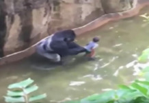 400 Lb Gorilla Killed At Cincinnati Zoo To Save A Child’s Life