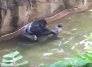 400 Lb Gorilla Killed At Cincinnati Zoo To Save A Child’s Life