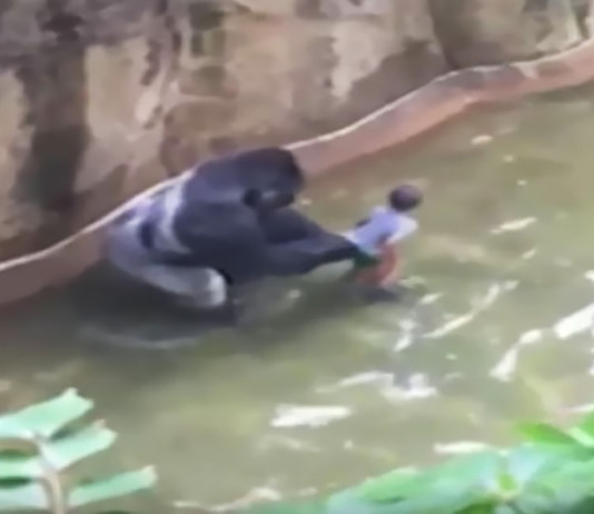 400 Lb Gorilla Killed At Cincinnati Zoo To Save A Child’s Life