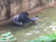 400 Lb Gorilla Killed At Cincinnati Zoo To Save A Child’s Life