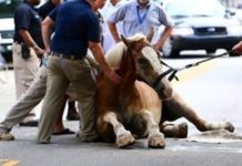 Over 11,000 Charleston Residents Have Rallied Together to Ban Horse-Drawn Carriages