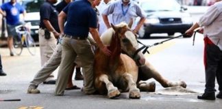 Over 11,000 Charleston Residents Have Rallied Together to Ban Horse-Drawn Carriages