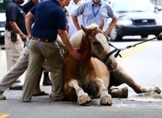 Over 11,000 Charleston Residents Have Rallied Together to Ban Horse-Drawn Carriages