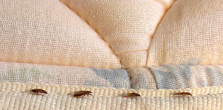 Baltimore Is Now Officially The Buggiest City In America