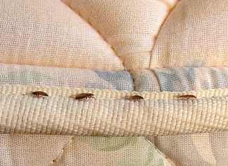 Baltimore Is Now Officially The Buggiest City In America