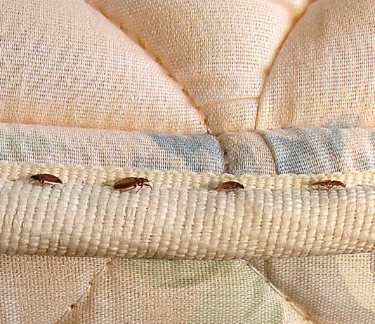 Baltimore Is Now Officially The Buggiest City In America