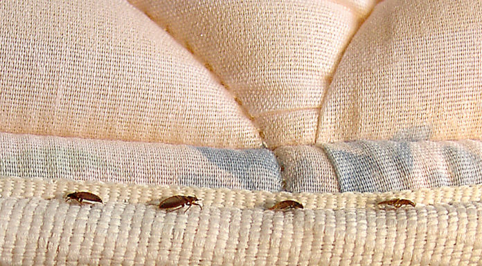 Baltimore Is Now Officially The Buggiest City In America