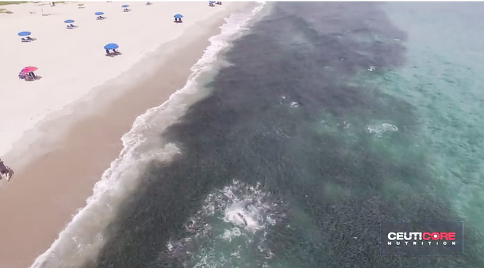 Epic Drone Video of Florida’s Annual Mullet Run