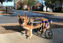 New South Carolina Law Will Fine People Up To $10,000 For Harming Police Dogs