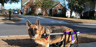 New South Carolina Law Will Fine People Up To $10,000 For Harming Police Dogs