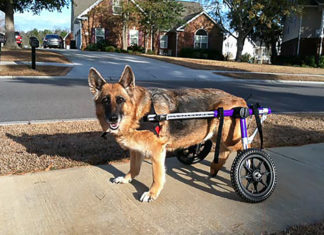 New South Carolina Law Will Fine People Up To $10,000 For Harming Police Dogs