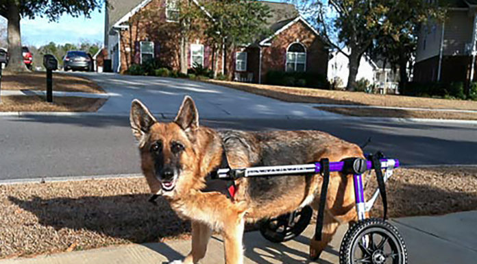 New South Carolina Law Will Fine People Up To $10,000 For Harming Police Dogs