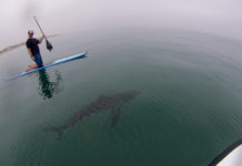 65-Year-Old Man Attacked by Shark Near Charleston Harbor