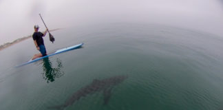 New Mapping System Can Track How Close The Largest Sharks Are To Charleston