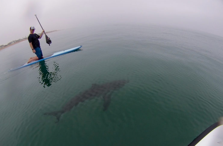 New Mapping System Can Track How Close The Largest Sharks Are To Charleston
