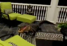 9 Foot Gator Broke Onto Mt. Pleasant Family’s Back Porch