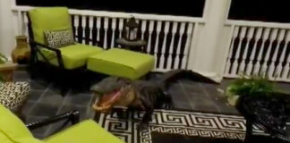 9 Foot Gator Broke Onto Mt. Pleasant Family’s Back Porch