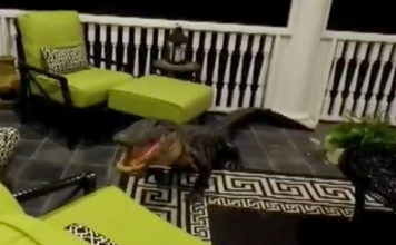 9 Foot Gator Broke Onto Mt. Pleasant Family’s Back Porch