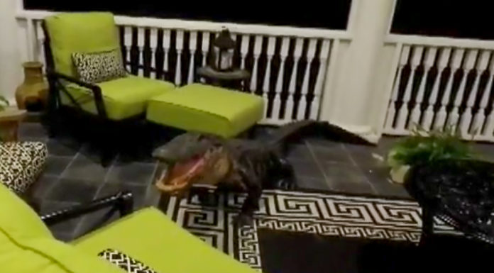9 Foot Gator Broke Onto Mt. Pleasant Family’s Back Porch