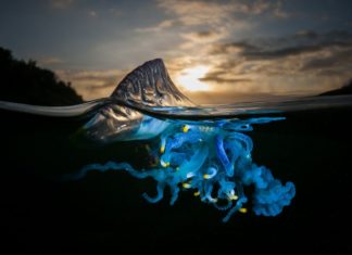 The Most Dangerous Jellyfish In The World Has Been Spotted At Several Charleston-Area Beaches