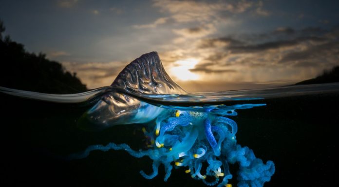 The Most Dangerous Jellyfish In The World Has Been Spotted At Several Charleston-Area Beaches
