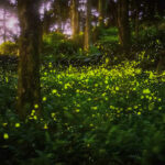 SC’s Congaree Firefly Lottery Just Opened – Once-in-a-Lifetime Experience To See Rare “Synchronized Fireflies”