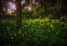 SC’s Congaree Firefly Lottery Just Opened – Once-in-a-Lifetime Experience To See Rare “Synchronized Fireflies”