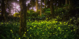 SC’s Congaree Firefly Lottery Just Opened – Once-in-a-Lifetime Experience To See Rare “Synchronized Fireflies”