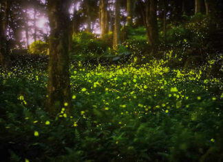SC’s Congaree Firefly Lottery Just Opened – Once-in-a-Lifetime Experience To See Rare “Synchronized Fireflies”