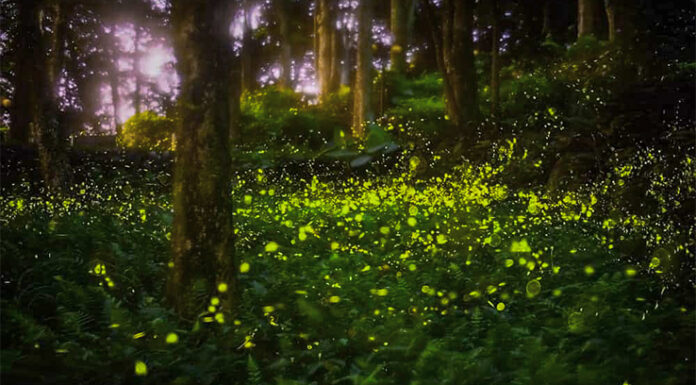 SC’s Congaree Firefly Lottery Just Opened – Once-in-a-Lifetime Experience To See Rare “Synchronized Fireflies”