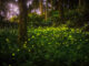 SC’s Congaree Firefly Lottery Just Opened – Once-in-a-Lifetime Experience To See Rare “Synchronized Fireflies”