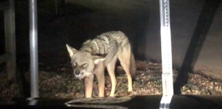Rising Coyote Attacks: Isle of Palms Ramps Up Safety Measures