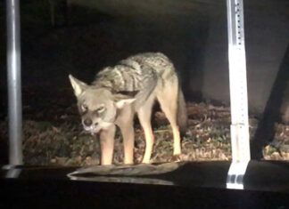 Sullivan Island Issues Urgent Warning After Increase in Coyote Attacks
