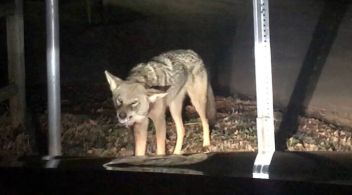 Rising Coyote Attacks: Isle of Palms Ramps Up Safety Measures