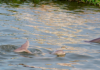 Charleston’s Hidden Gem: Scientists Just Announced A New Species of Lowcountry Dolphin