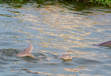 Charleston’s Hidden Gem: Scientists Just Announced A New Species of Lowcountry Dolphin