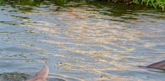 Charleston’s Hidden Gem: Scientists Just Announced A New Species of Lowcountry Dolphin