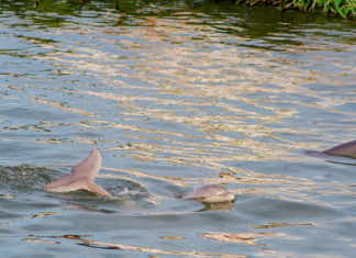 Charleston’s Hidden Gem: Scientists Just Announced A New Species of Lowcountry Dolphin