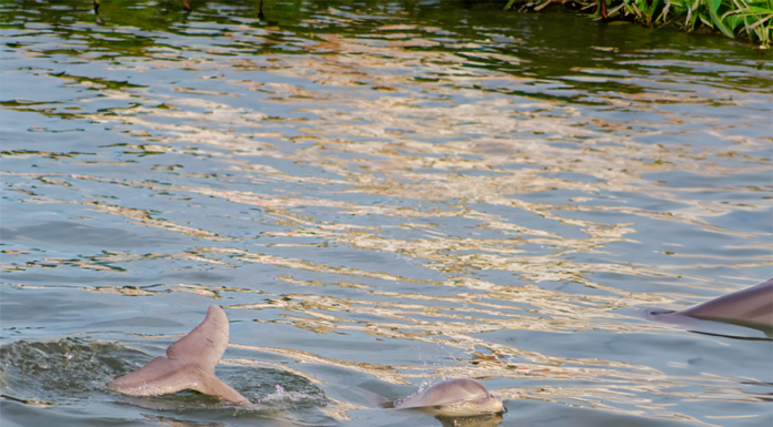 Charleston’s Hidden Gem: Scientists Just Announced A New Species of Lowcountry Dolphin