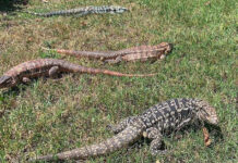 South Carolina Pushes Through Sweeping Ban On All Tegu Lizards