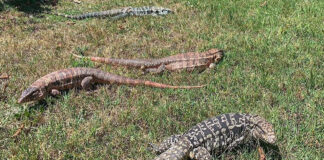 South Carolina Pushes Through Sweeping Ban On All Tegu Lizards