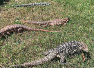 South Carolina Pushes Through Sweeping Ban On All Tegu Lizards