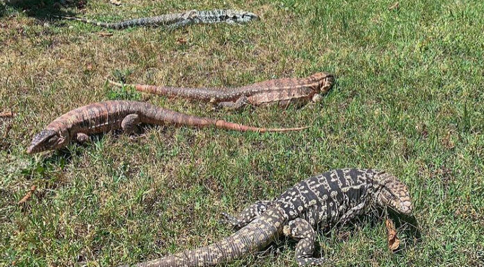 South Carolina Pushes Through Sweeping Ban On All Tegu Lizards