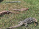 South Carolina Pushes Through Sweeping Ban On All Tegu Lizards